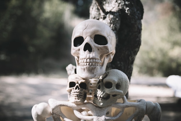 Skeleton with sculls leaned on tree in park