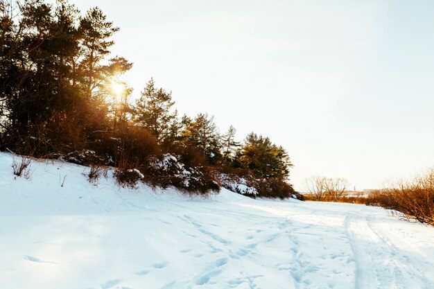 木と雪に覆われた風景の上のスキーコース