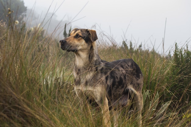 A skinny stray dog standing in a grassy field during daytime