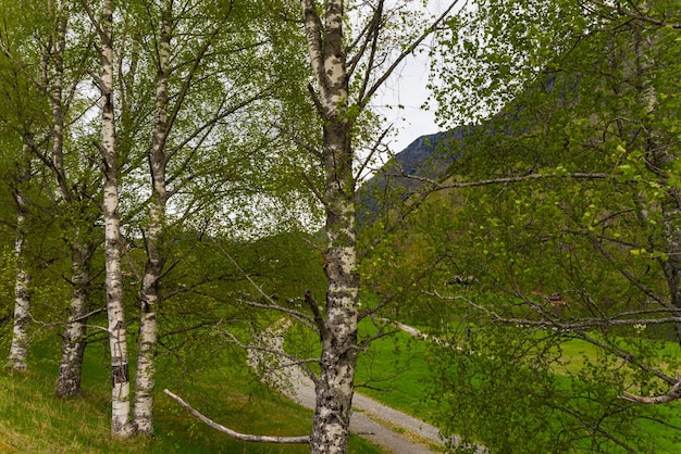 Free photo skjolden norway may 16 2023 mountain