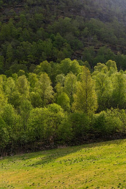 Бесплатное фото skjolden норвегия 16 мая 2023 года деревья