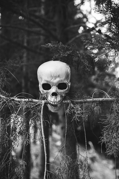 Free photo skull biting fir branch in forest