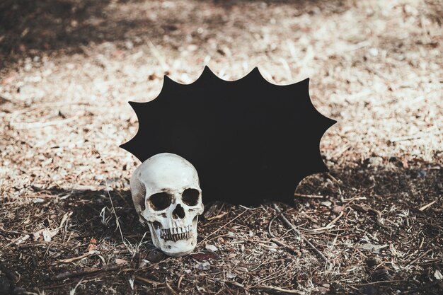 Skull lying on ground with Halloween decoration