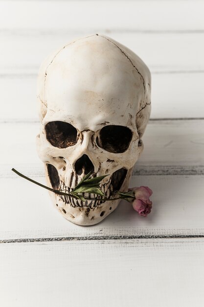 Skull with pink flower