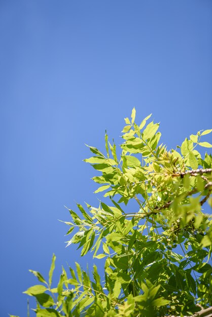 Sky and leaves