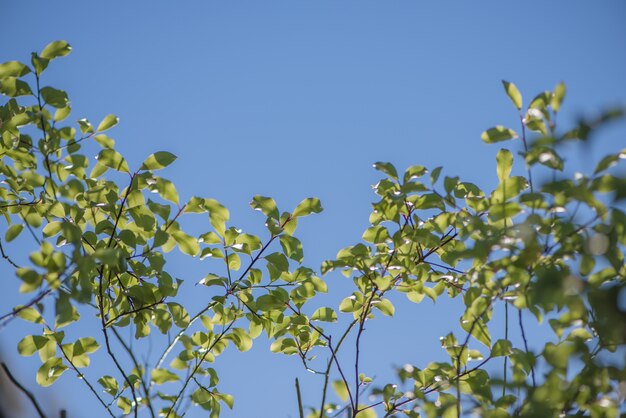 Sky and leaves