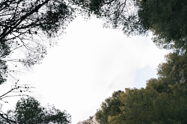 Foto gratuita il cielo visto attraverso gli alberi verdi completa nella foresta