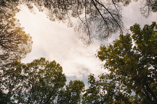 Free photo sky view from forest