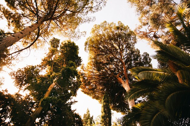 Free photo sky view from forest