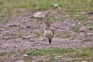 Free photo skylark bird on the ground in pakistan