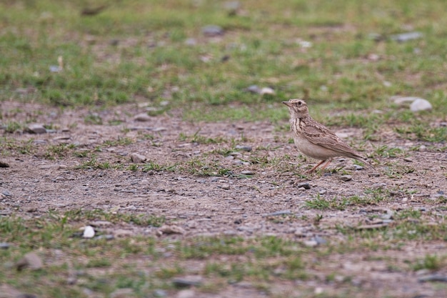 パキスタンの地面にひばりの鳥