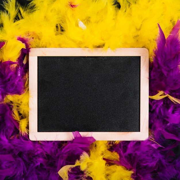 Slate on yellow and purple feathers