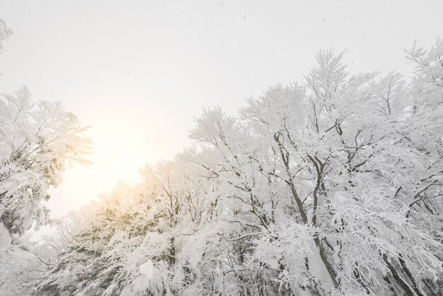 sledding trees cover fir mountain