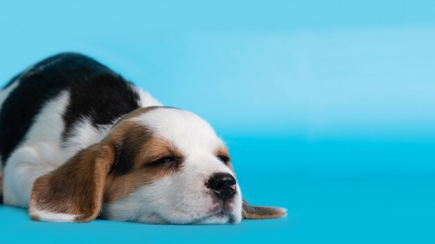 青色の背景に眠っているビーグル犬の子犬