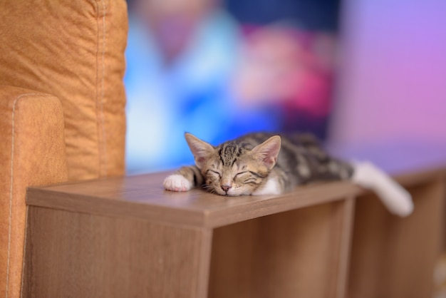 横になっている眠っている猫