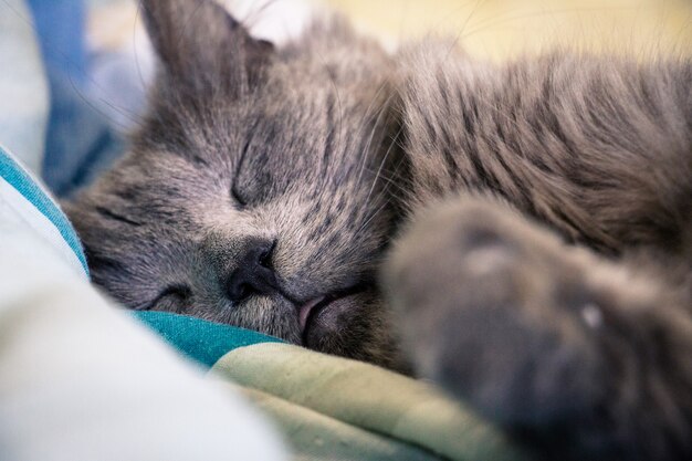 Спящая кошка лежа