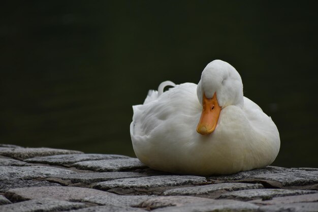 Sleeping domestic duck, or white pekin, near a lake