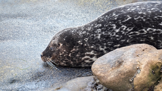 Sleeping seal on the coast of the ocean