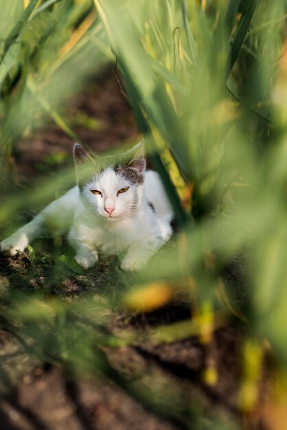 眠そうな猫が地面に敷設