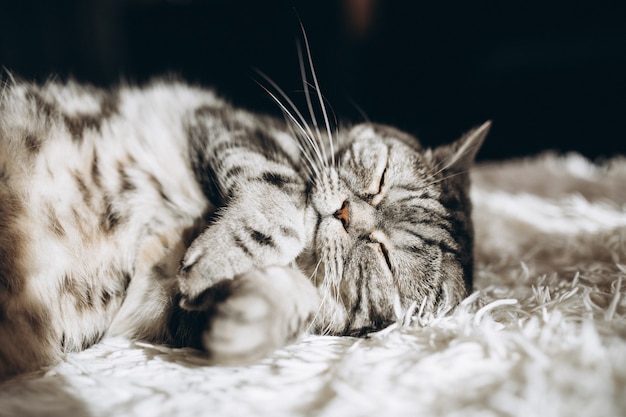 Sleepy domestic cat on the sofa