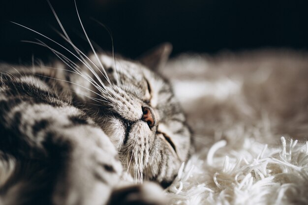 Sleepy domestic cat on the sofa