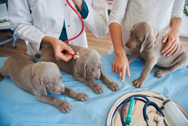 Foto gratuita cuccioli assonnati esaminati dal veterinario