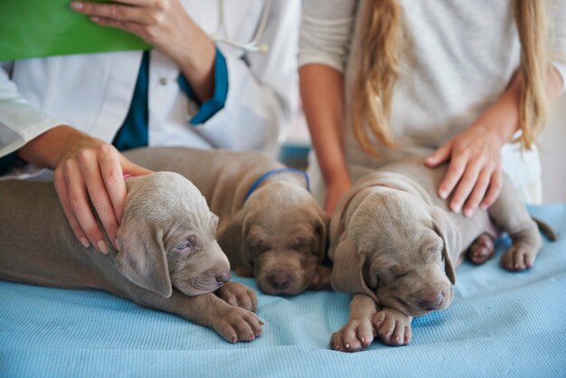 Sleepy puppies on vet's couch
