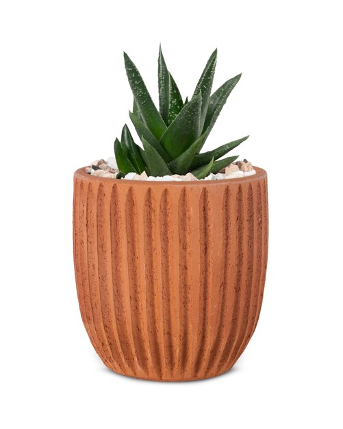 Small aloe vera plant in a cute pot