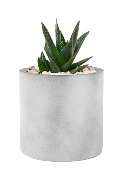 Small aloe vera plant in a cute pot