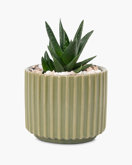 Small aloe vera plant in a cute pot