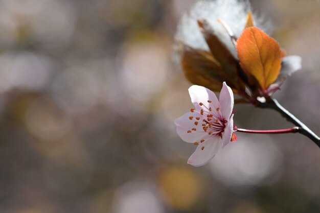 "Small apple tree flower"