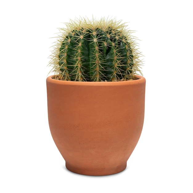 Free photo small barrel cactus in a terracotta pot