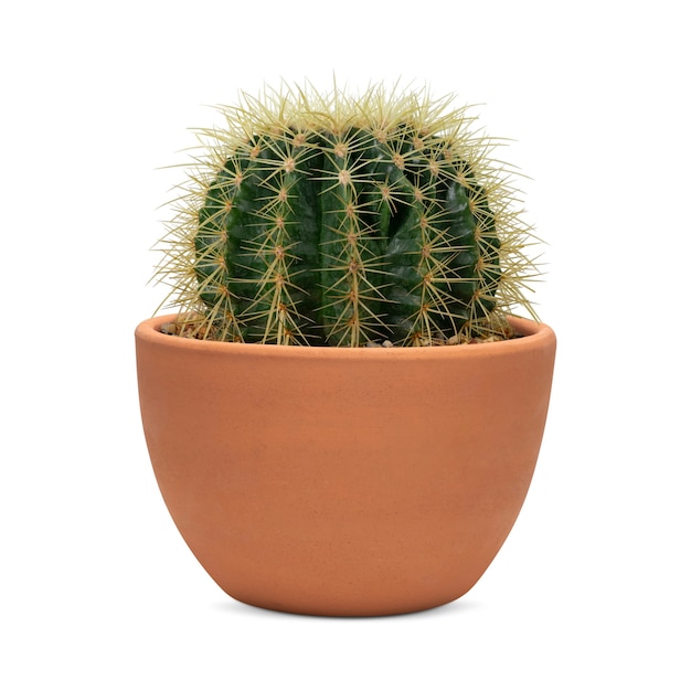 Small barrel cactus in a terracotta pot