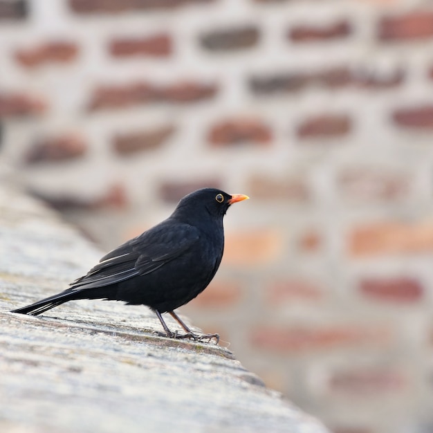 "Small bird on rooftop"