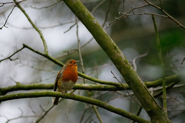 Small bird singing