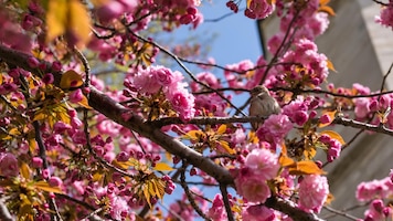 Small bird sitting in the blooming tree with pink flowers in spring