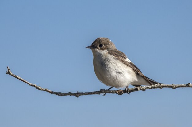 Small bird sitting on branch close up