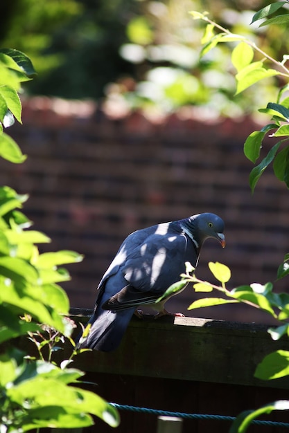 Free photo small bird sitting on a branch with the wall in the background