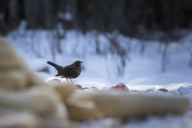 Small bird sitting on ground