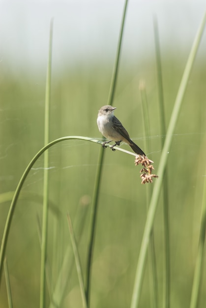 Маленькая птичка стоит на высоком листе травы