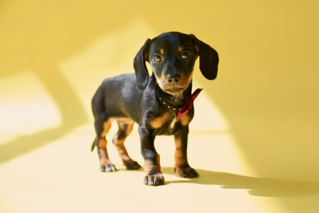 Small black dachshund puppy standing going walking looking at camera thoughtful