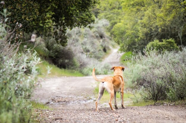 Small Black Mouth Cur dog standing in the middle of a gravel road surrounded by trees and bushes