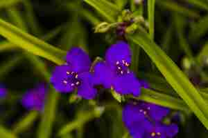 Foto gratuita piccoli fiori blu nel giardino