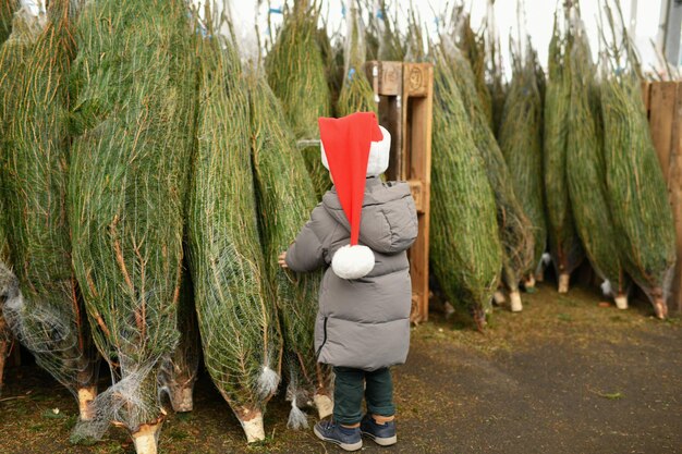 小さな男の子が市場でクリスマスツリーを選びます。