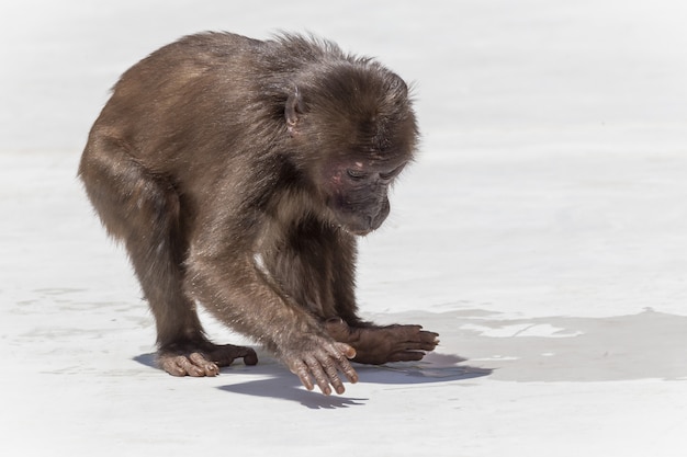 Foto gratuita piccola scimmia marrone in habitat naturale