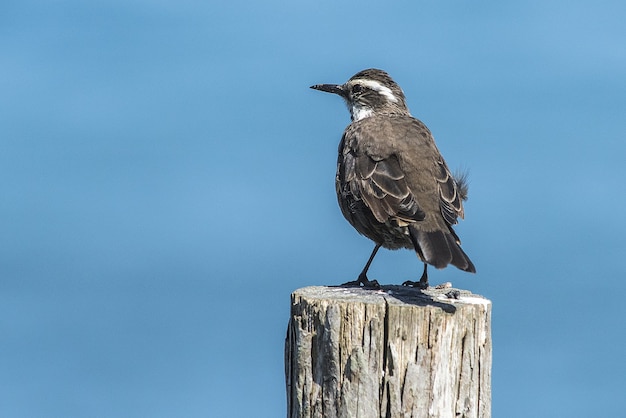 Small brown Stout-billed cinclodes bird standing on the wood