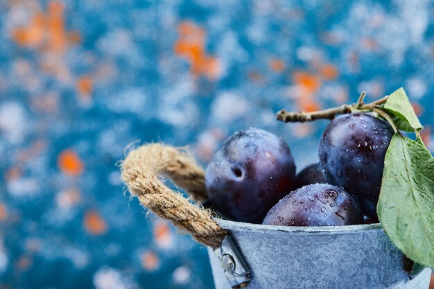 Small bucket of ripe plums on blue.