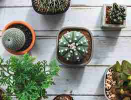 Free photo small cacti on a table