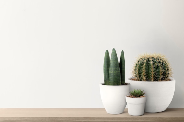 Free photo small cacti with a white wall background