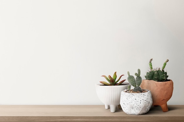 Free photo small cacti with a white wall background